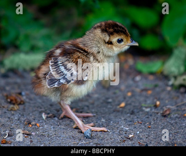 Gemeinsamen Fasan Küken (Phasianus Colchicus) Stockfoto