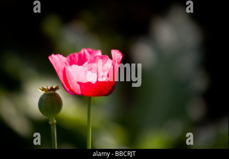Ein sonnendurchflutetes rosa Mohn Papaver Blumen und Samen Kopf vor einem dunklen Hintergrund Stockfoto