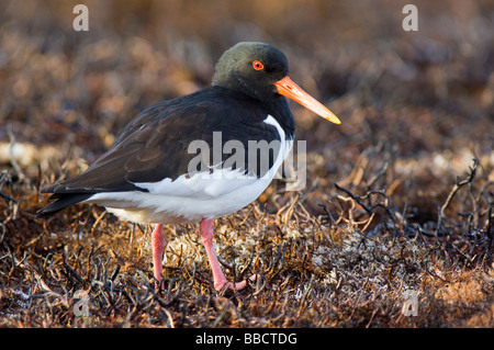 Austernfischer, Haematopus Ostralegus, stehend auf einer Fläche von verbranntem Heidekraut Moor in den Cairngorms, Schottisches Hochland. Stockfoto