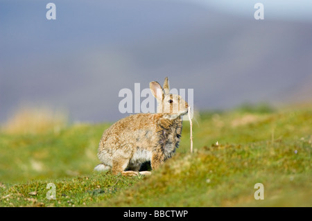 Kaninchen Oryctolagus Cuniculus, ein älterer Erwachsener schnüffeln einen abgestorben-Stamm, der Duft, die Kennzeichnung, Schottisches Hochland verwendet wird. Stockfoto