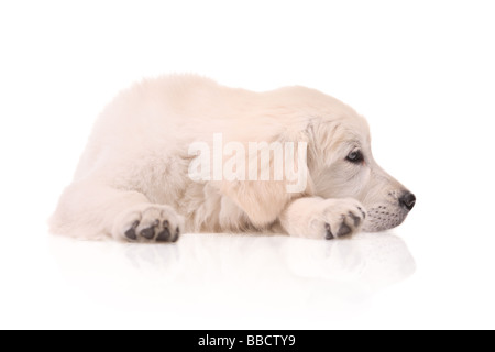 Golden Retriever Welpe isoliert auf weiss Stockfoto