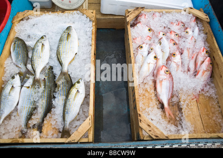 Fangfrischen Fisch Skopelos Stadt griechische Inseln Griechenland Stockfoto