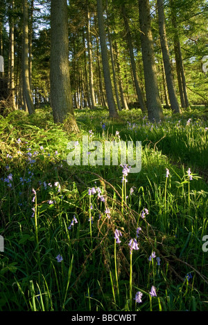 Spätsommer-Sonnenschein Filter in Bluebell Wald in der Nähe von Burnsall in den Yorkshire Dales, UK Stockfoto