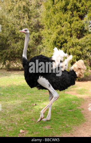 Strauß auf Straussenfarm, Charlotte, North Carolina, USA Stockfoto