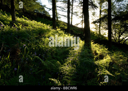 Spätsommer-Sonnenschein Filter in Bluebell Wald in der Nähe von Burnsall in den Yorkshire Dales, UK Stockfoto