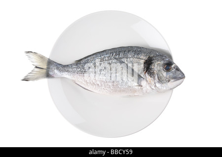 Rohem Fisch (Sparus Auratus) auf einem Teller auf weißen Hintergrund isoliert Stockfoto
