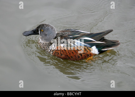 Männliche australische Löffelente Anas Rhynchotis Rhynchotis Anatidae, aka Australasian Löffelenten, australische Schauﬂer oder Spoonie. Stockfoto