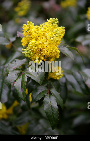 Mahonie, Mahonia Aquifolium, Berberidaceae Stockfoto