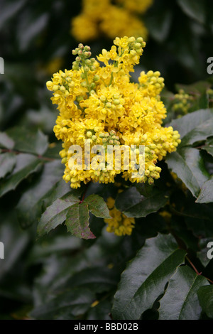 Mahonie, Mahonia Aquifolium, Berberidaceae Stockfoto