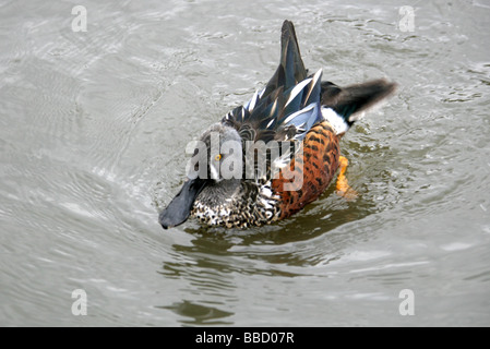 Männliche australische Löffelente Anas Rhynchotis Rhynchotis Anatidae, aka Australasian Löffelenten, australische Schauﬂer oder Spoonie. Stockfoto