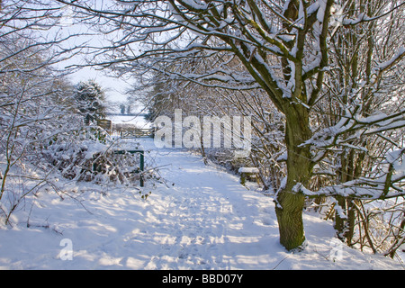 Nunswell Schnee bedeckt in Cannock Holz im winter Stockfoto