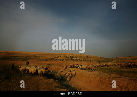 Ein junger Hirt Beduinen begibt sich in den frühen Morgenstunden mit einer Schafherde. El Araqeeb, Israel Stockfoto