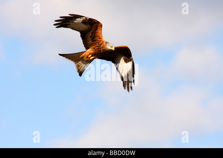 Der Rotmilan oder Milvus Milvus, Mid Wales hat die größte Dichte und Vielfalt der Birds Of prey Stockfoto