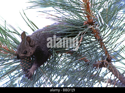 seltene Kaibab Eichhörnchen frisst Kiefer Kegel North Rim Grand Canyon National Park Arizona USA Stockfoto