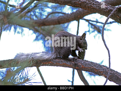 Seltene Kaibab Eichhörnchen Sciurus kaibabensis isst Pine Cone North Rim des Grand Canyon National Park, Arizona USA Stockfoto