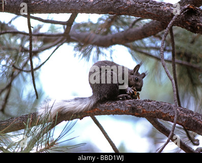 Seltene Kaibab Eichhörnchen Sciurus kaibabensis isst Pine Cone North Rim des Grand Canyon National Park, Arizona USA Stockfoto