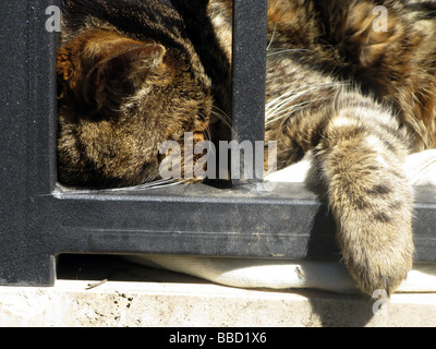 Detail der süße müde Katze schlafen im Freien in der Sonne Stockfoto