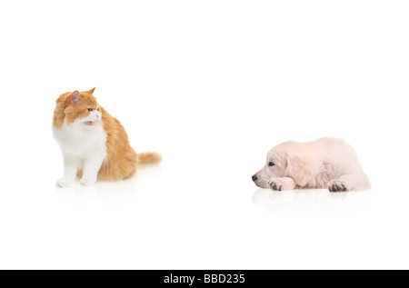 Katze starrte auf einen Hund auf weißen Hintergrund isoliert Stockfoto