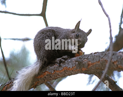 Seltene Kaibab Eichhörnchen Sciurus kaibabensis isst Pine Cone North Rim des Grand Canyon National Park, Arizona USA Stockfoto