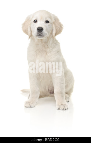 Kleine Labrador retriever Stockfoto