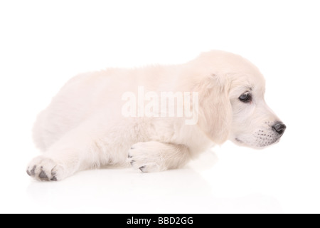 Golden Retriever Welpe Stockfoto