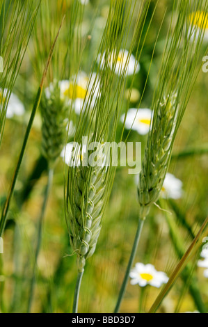 Nahaufnahme von Gerste Hordeum Vulgare mit weißen und gelben Margeriten Oxeye Daisy im Hintergrund Stockfoto