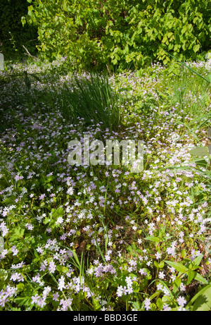 Traquair House Schottland wilde Blumen in den Gärten burnside Stockfoto
