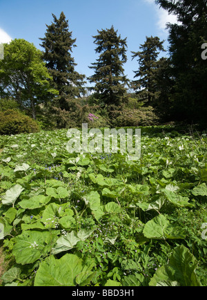 Traquair House Schottland wilde Blumen in den Gärten burnside Stockfoto