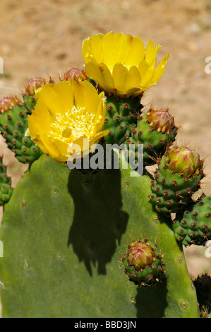 Nahaufnahme der Blüte "Kaktusfeige" Kaktus Opuntia humifusa Stockfoto