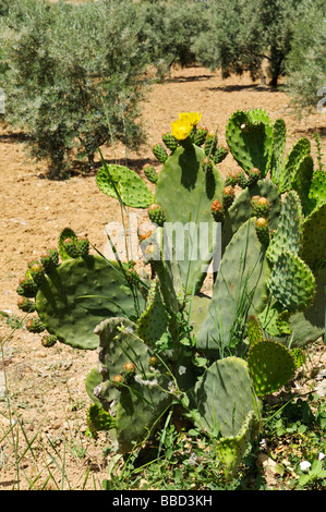 Blühende "Kaktusfeige" Kaktus Opuntia Humifusa wächst am Rand der Olivenhain Spanien Stockfoto