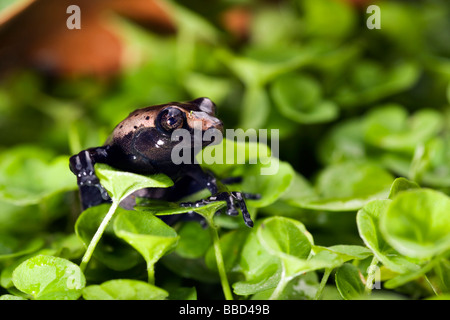 Vergiften Sie Dart Frog - Napo Wildlife Center - Yasuni Nationalpark, Provinz Napo, Ecuador Stockfoto
