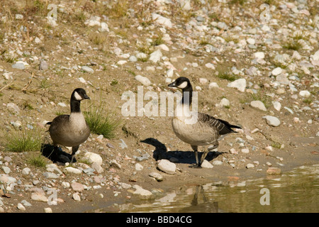 Schnatternde Gänse Stockfoto