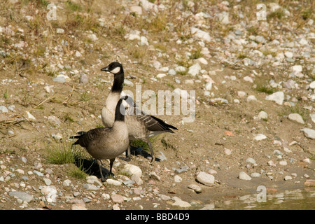 Schnatternde Gänse Stockfoto