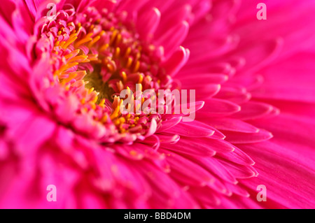 Nahaufnahme von bunten rosa Gerbera Blüten Stockfoto