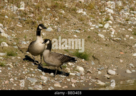 Schnatternde Gänse Stockfoto