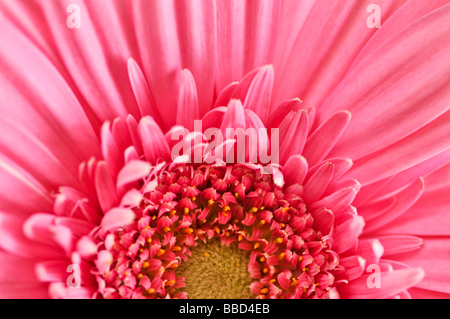 Nahaufnahme von bunten rosa Gerbera Blüten Stockfoto