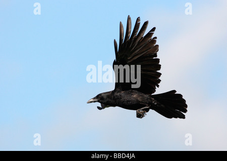 Amerikanische Krähe im Flug Stockfoto