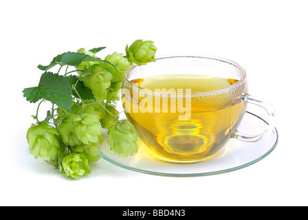 T-Stück Hopfen Tee Hop 01 Stockfoto