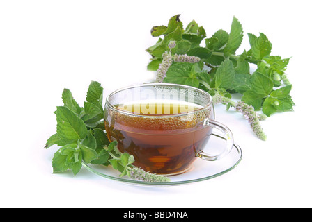T-Stück Orangenminze Tee Mentha Citrata 02 Stockfoto