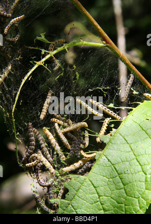 Larven der eine Vogel-Kirsche Hermelin (Yponomeuta Evonymella) Stockfoto