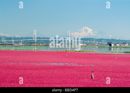 Ernte Preiselbeeren in einem überschwemmten Moor Feld auf eine Cranberry Farm Fraser Valley in British Columbia Kanada Stockfoto