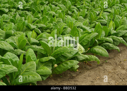 Virginischer Tabak kultiviert Tabak 07 Stockfoto