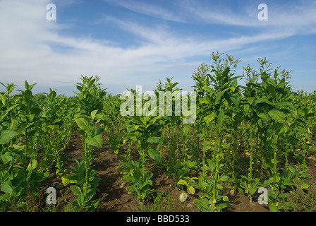 Virginischer Tabak kultiviert Tabak 13 Stockfoto