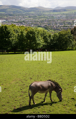 Ein zebra Beweidung auf Gras in einem Feld im Zoo von Edinburgh, Schottland, Großbritannien Stockfoto