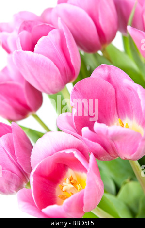 Rosa Tulpen mit grünen Blättern auf weißem Hintergrund Stockfoto