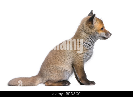 Seitenansicht von einem Red Fox Cub 6 Wochen alt Vulpes Vulpes vor einem weißen Hintergrund Stockfoto