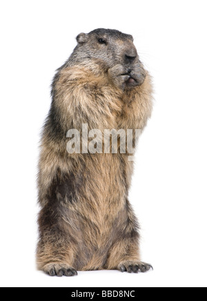 Alpine Marmot Marmota Marmota 4 Jahre alt, vor einem weißen Hintergrund