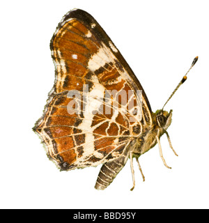 Butterfly (Araschnia Levana) Karte Underwing, Ausschnitt Stockfoto