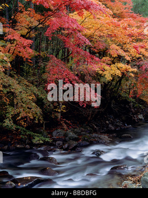 Herbstlaub und Stream Stockfoto