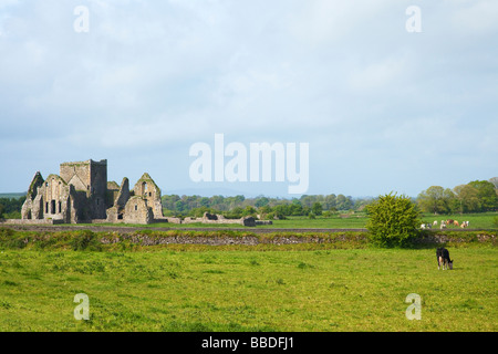 Hore Abbey Ruinen in Cashel Grafschaft Co Tipperary Irland Irland Irland Europa EU Stockfoto